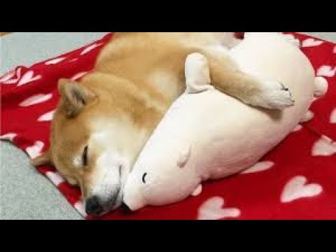癒される 柴犬と子犬の可愛い動画 Cuteanimalstube
